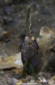 Sailfin Blenny Charging the lens in a standoff against hi... by Suzan Meldonian 